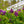 Load image into Gallery viewer, Monge Lilac - Lilac - Shrubs
