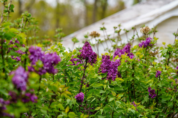 Monge Lilac - Lilac - Shrubs