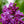 Load image into Gallery viewer, Monge Lilac - Lilac - Shrubs
