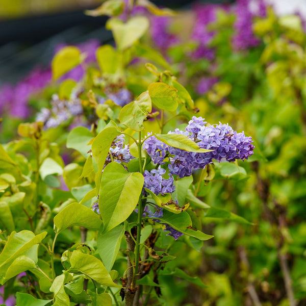 President Lincoln Lilac - Lilac - Shrubs