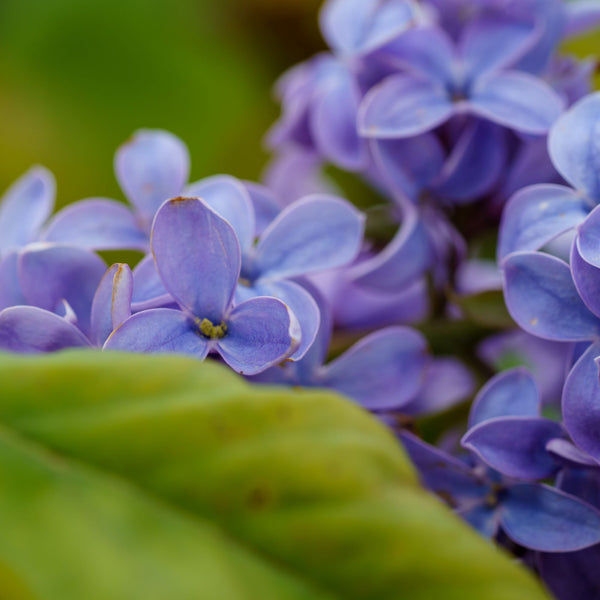 President Lincoln Lilac - Lilac - Shrubs