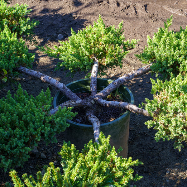 San Jose Juniper