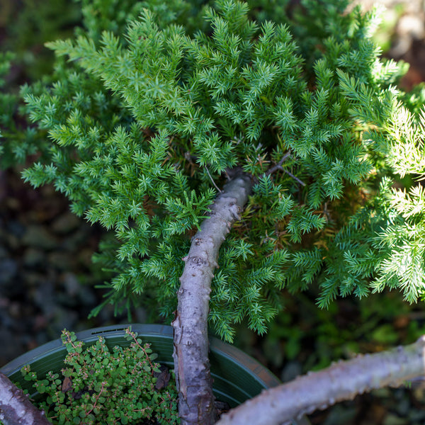 San Jose Juniper