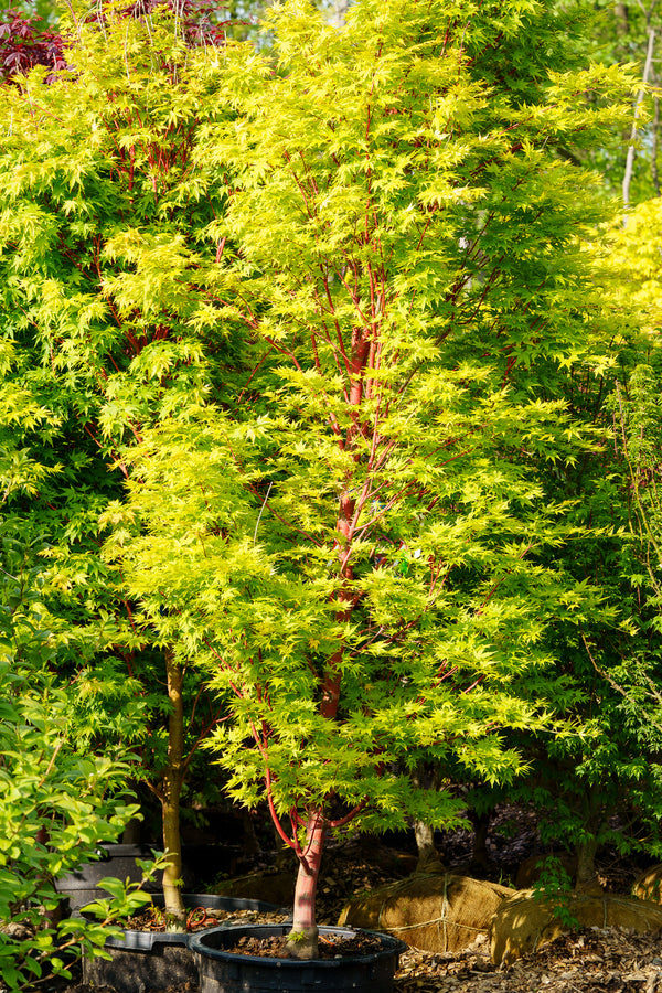 Sango Kaku Coral Bark Japanese Maple - Japanese Maple - Japanese Maples