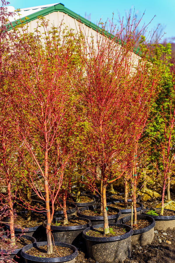 Sango Kaku Coral Bark Japanese Maple - Japanese Maple - Japanese Maples