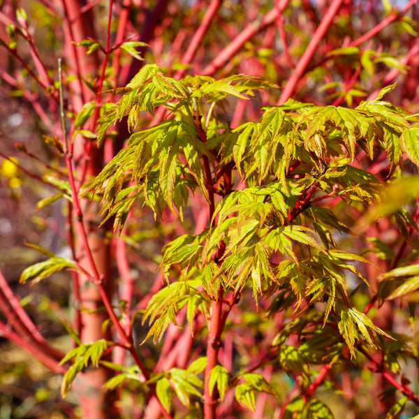 Sango Kaku Coral Bark Japanese Maple - Japanese Maple - Japanese Maples