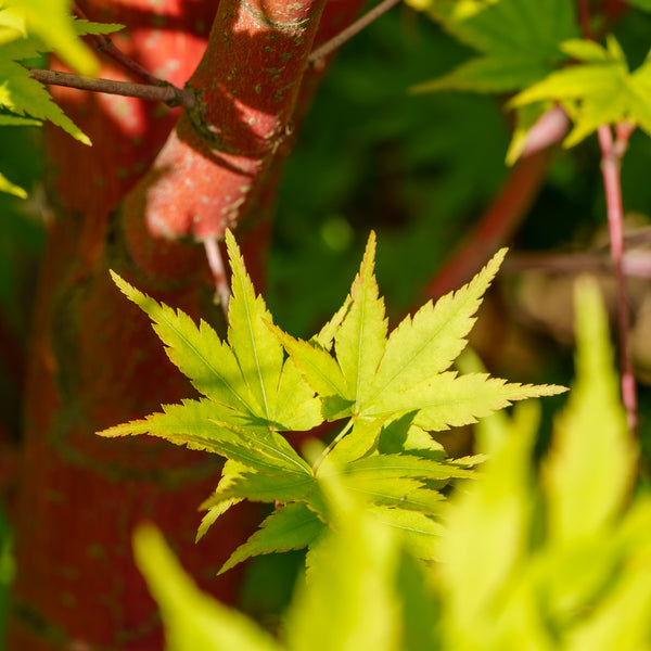 Sango Kaku Coral Bark Japanese Maple - Japanese Maple - Japanese Maples