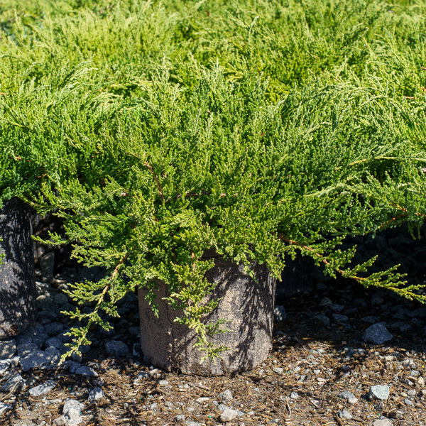 Sargent's Juniper - Juniper - Conifers