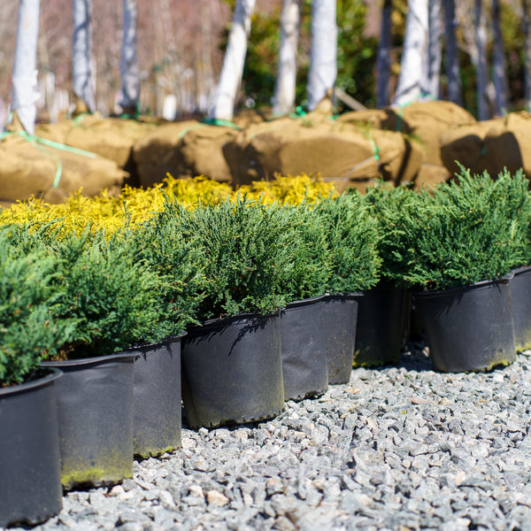 Sargent's Juniper - Juniper - Conifers