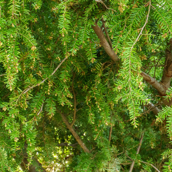 Sargent's Weeping Hemlock - Hemlock - Conifers