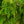 Load image into Gallery viewer, Sargent&#39;s Weeping Hemlock - Hemlock - Conifers
