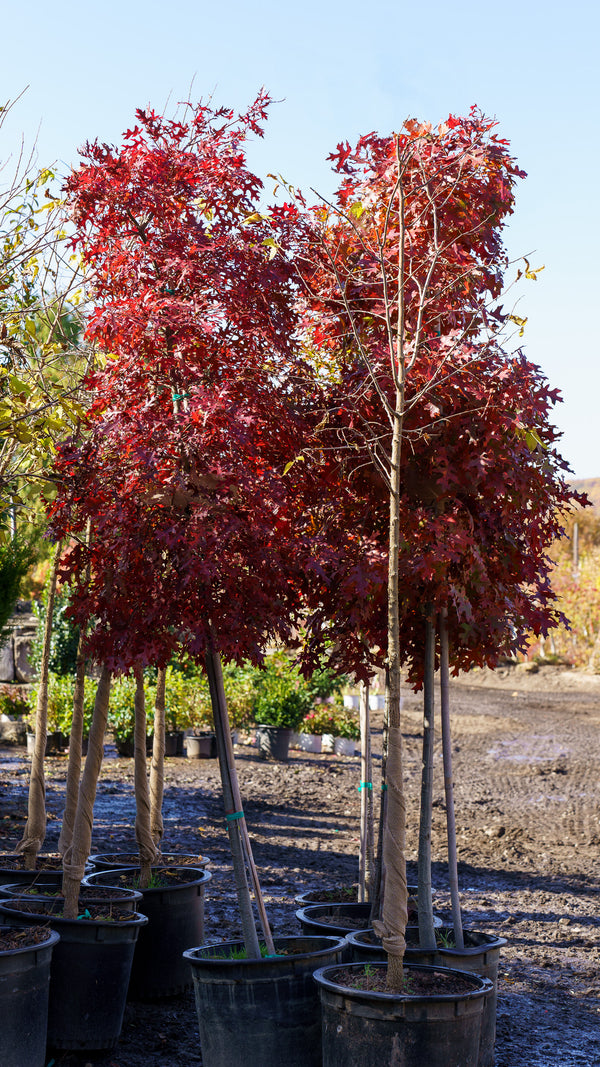 Scarlet Oak