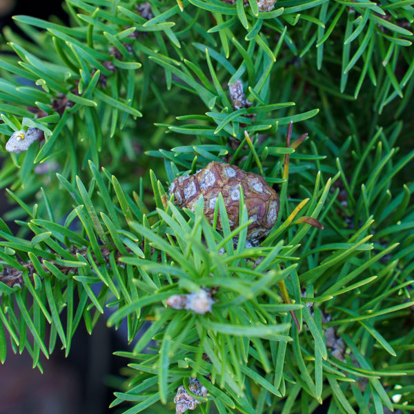 Schoodic Jack Pine