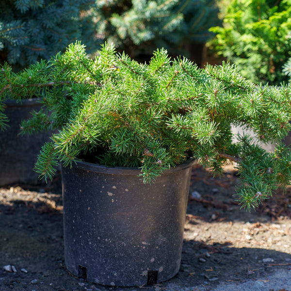 Schoodic Jack Pine