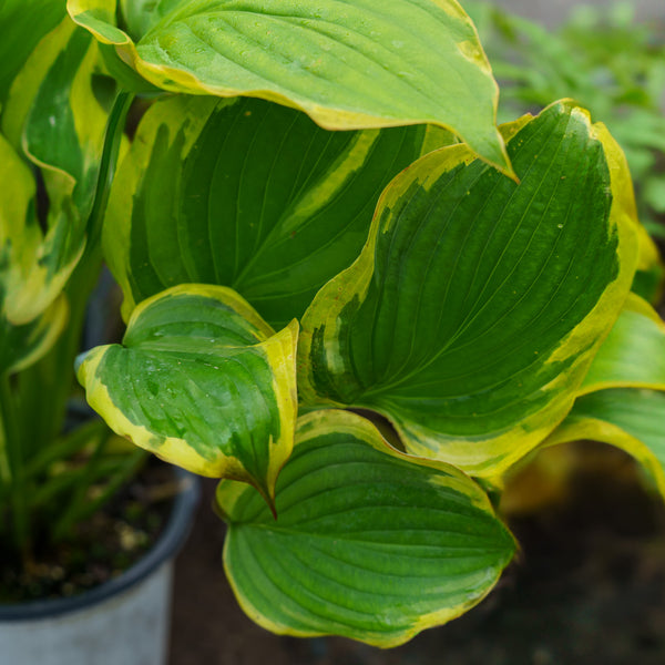 Seducer Hosta