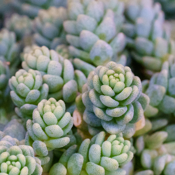 Corsican Stonecrop - Sedum Succulents - Perennials