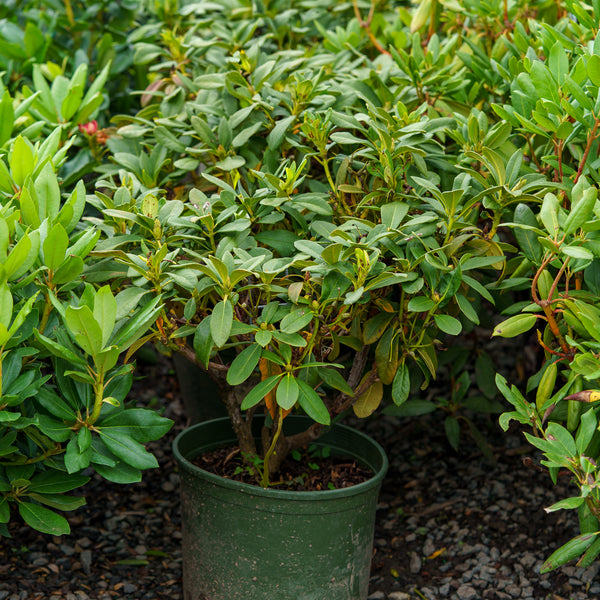 September Song Rhododendron