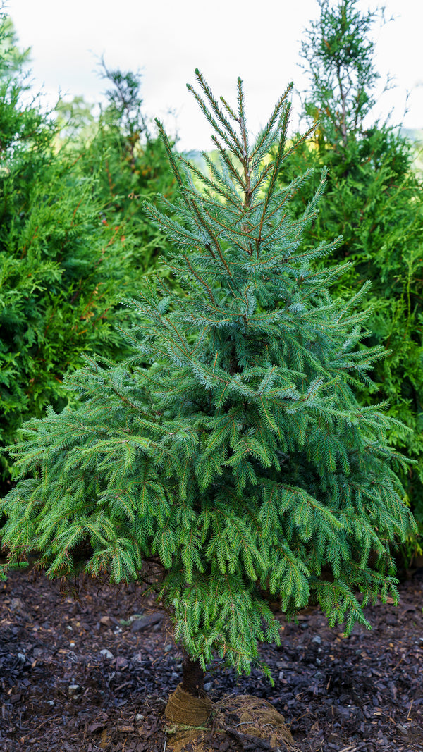 Serbian Spruce