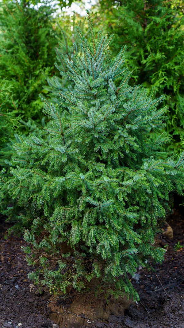 Serbian Spruce