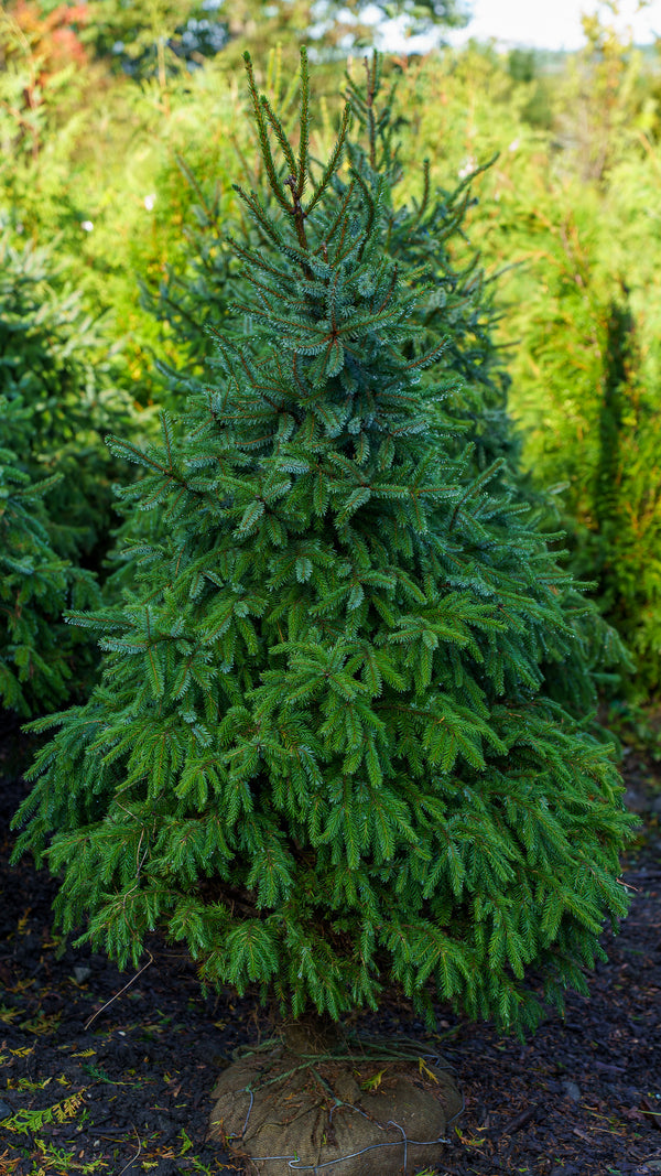 Serbian Spruce