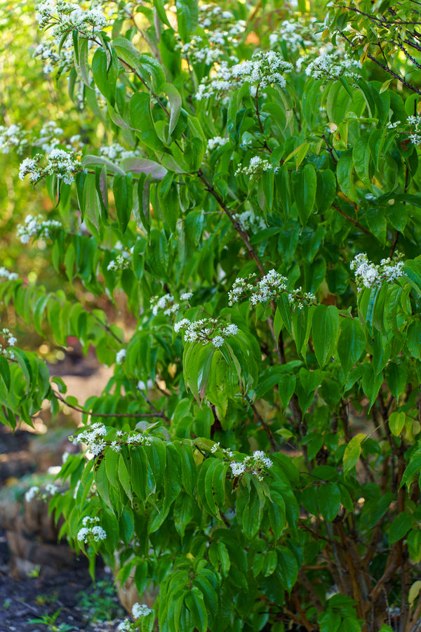 Seven Sons Tree