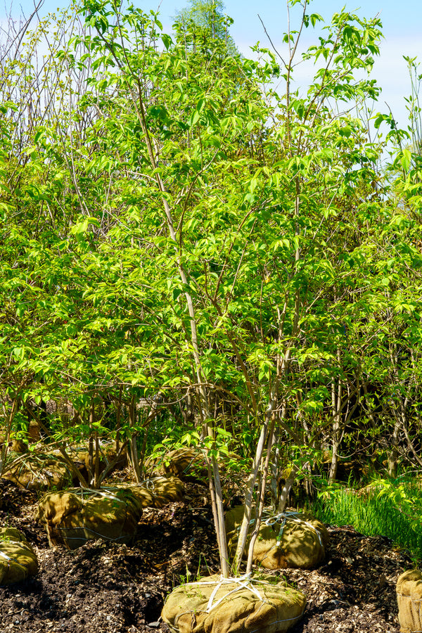 Seven Sons Tree - Other Flowering Trees - Flowering Trees