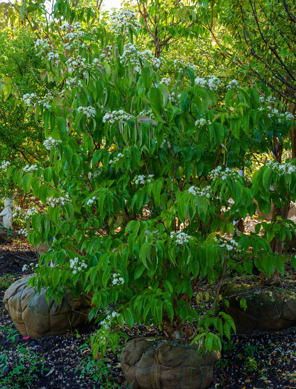 Seven Sons Tree