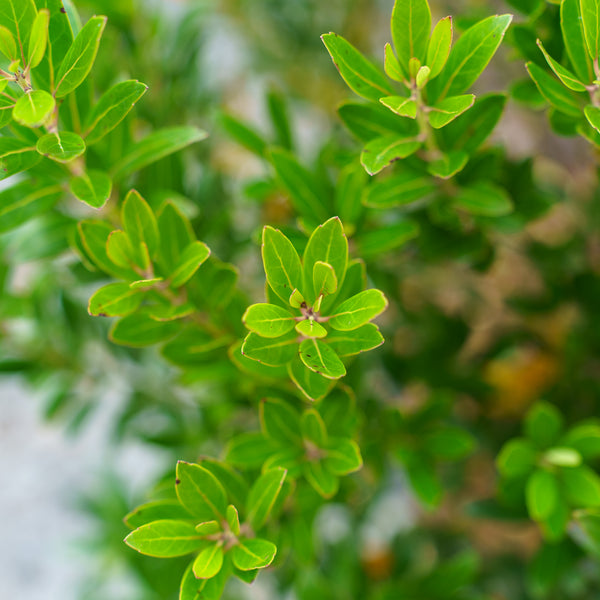 Shamrock Inkberry Holly