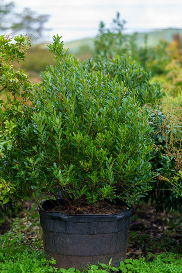 Shamrock Inkberry Holly