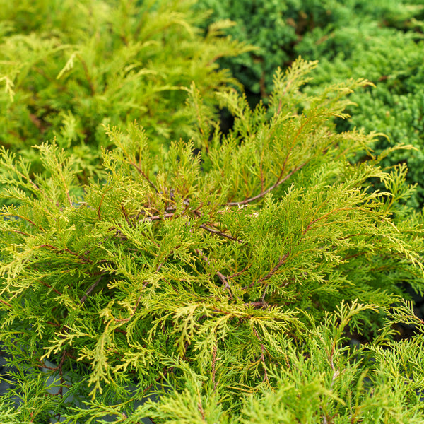 Siberian Cypress