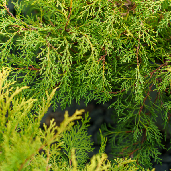 Siberian Cypress