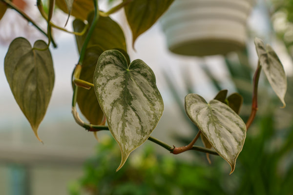 Silver Leaf Philodendron