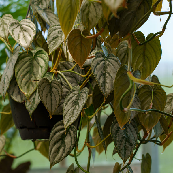 Silver Leaf Philodendron