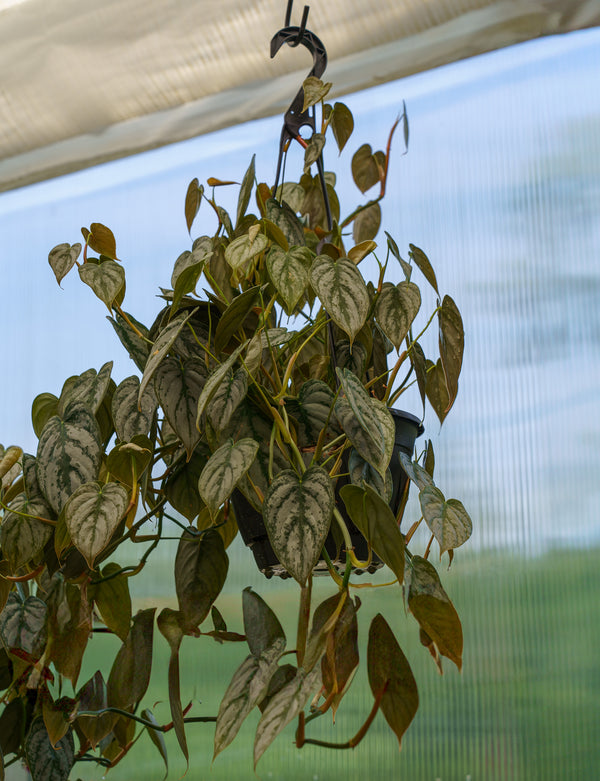 Silver Leaf Philodendron