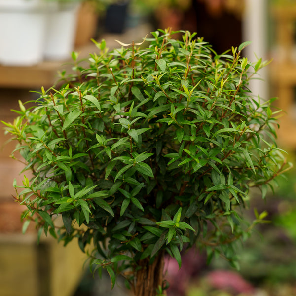 Single Ball Myrtle Topiary