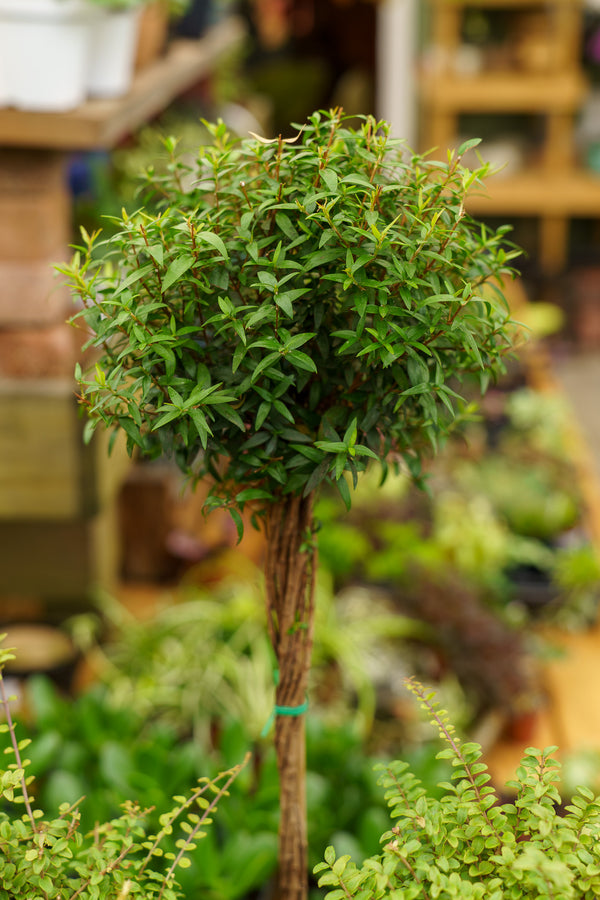 Single Ball Myrtle Topiary