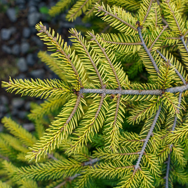 Skylands Oriental Spruce