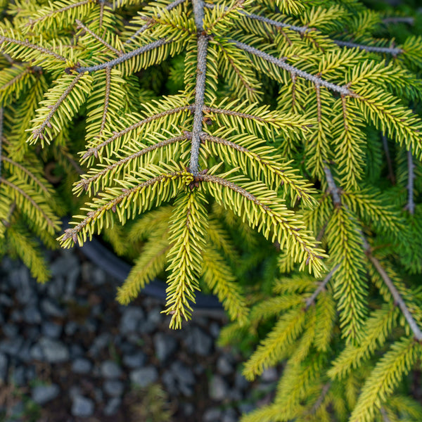 Skylands Oriental Spruce