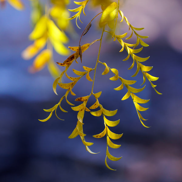 Skyline Honeylocust