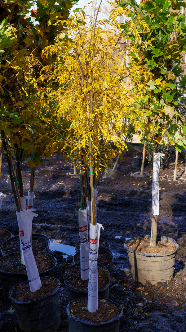 Skyline Honeylocust