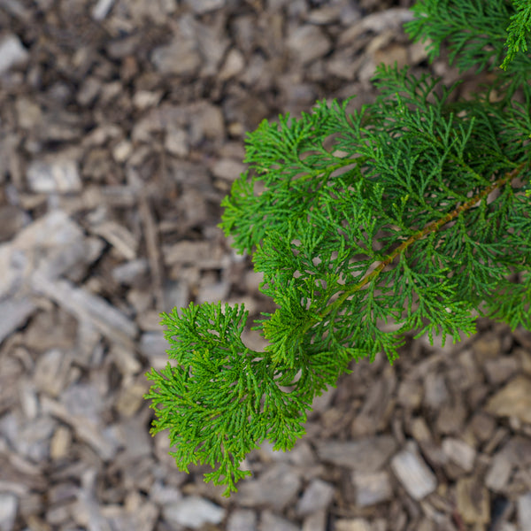 Slender Hinoki False Cypress