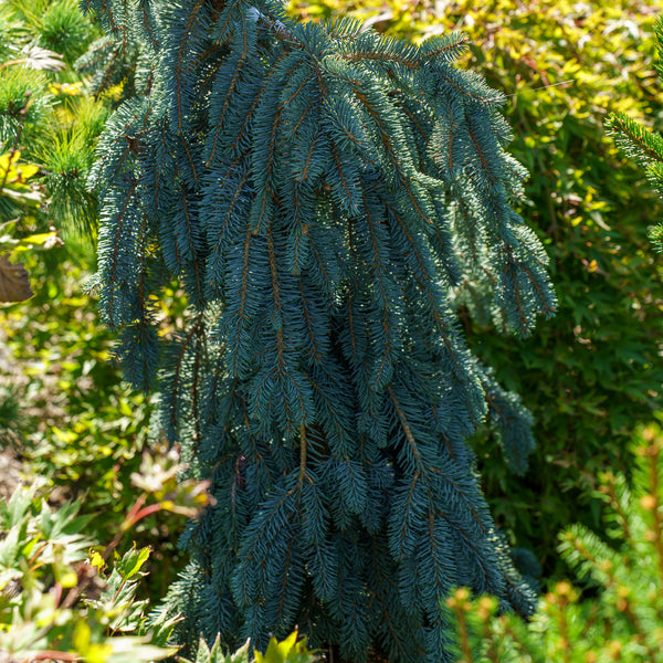 Slenderina Colorado Blue Spruce