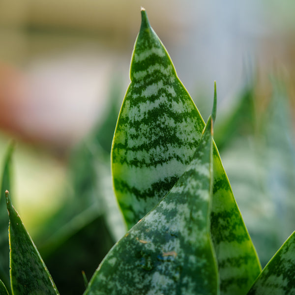 Snake Plant - Sansevieria - Houseplants