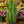 Load image into Gallery viewer, Snake Plant
