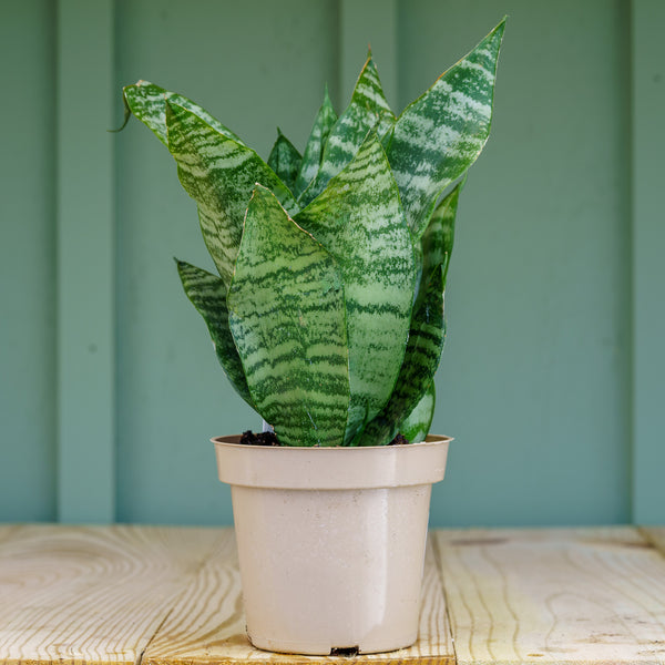 Snake Plant - Sansevieria - Houseplants