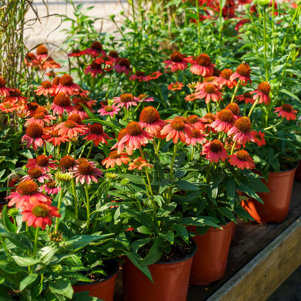 Sombrero Hot Coral Coneflower