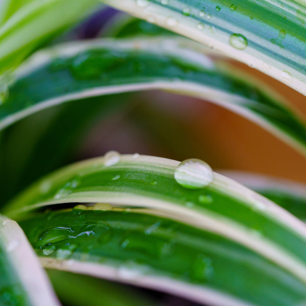 Spider Plant - Other Houseplants - Houseplants