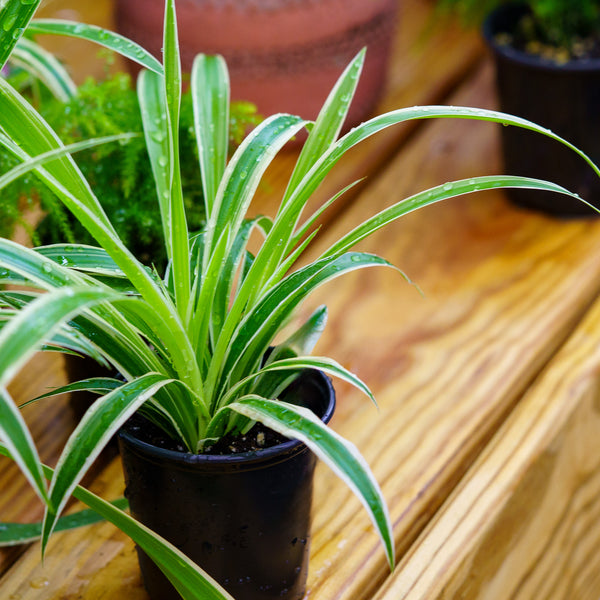 Spider Plant - Other Houseplants - Houseplants