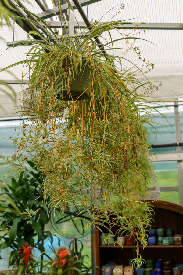 Spider Plant