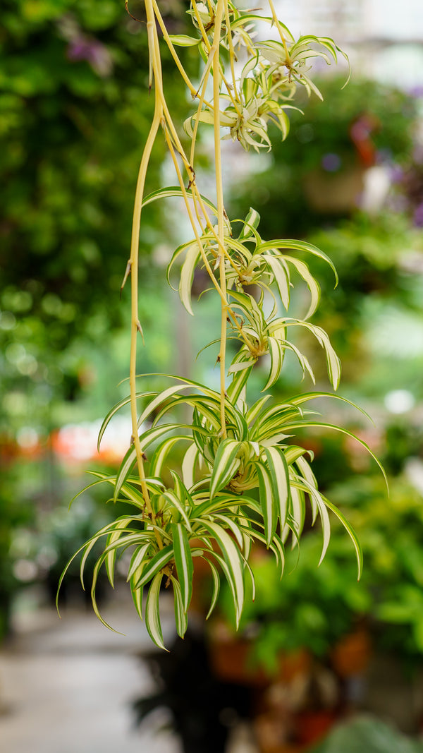 Spider Plant